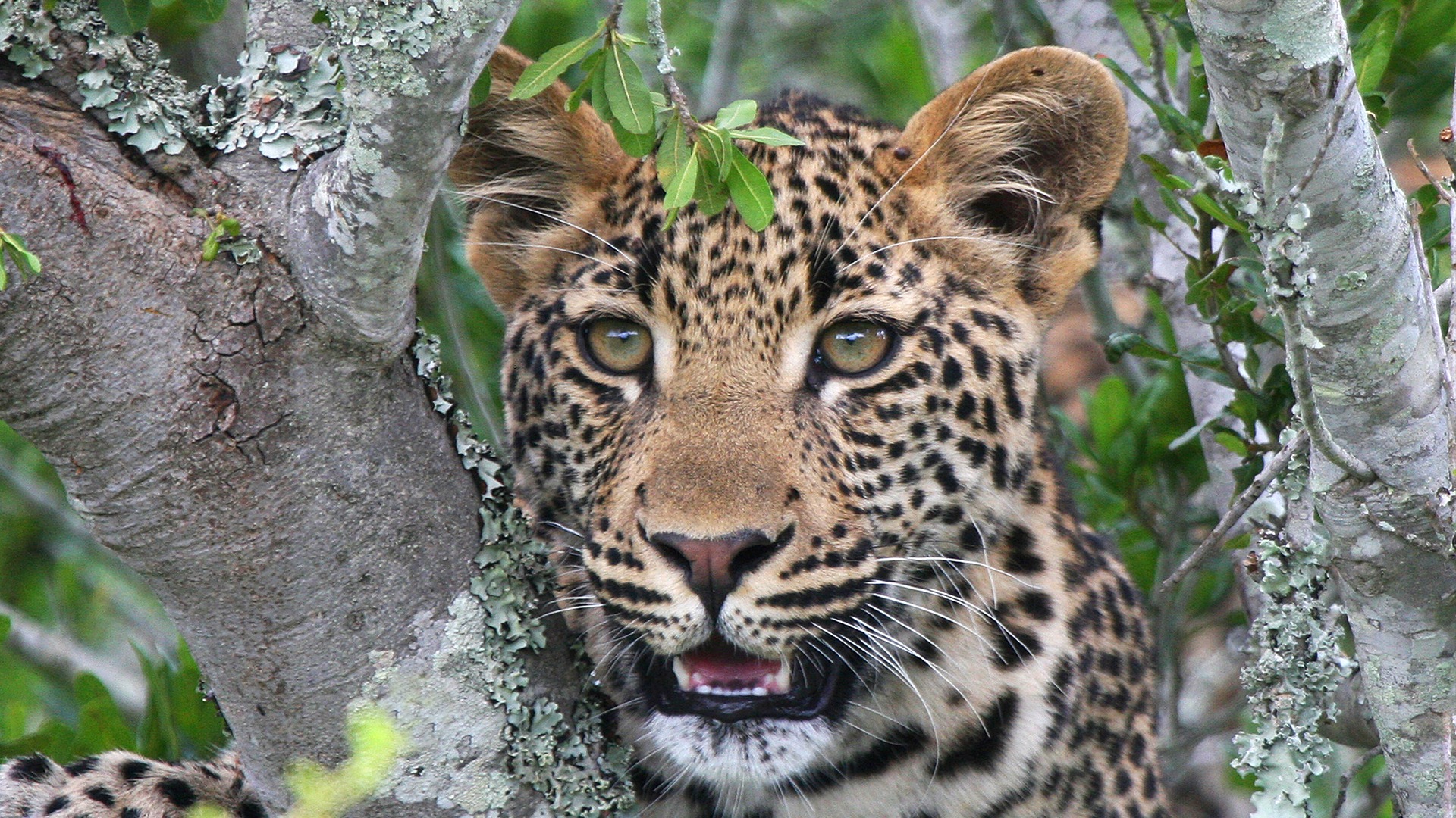 Photographic-Kwandwe-leopard